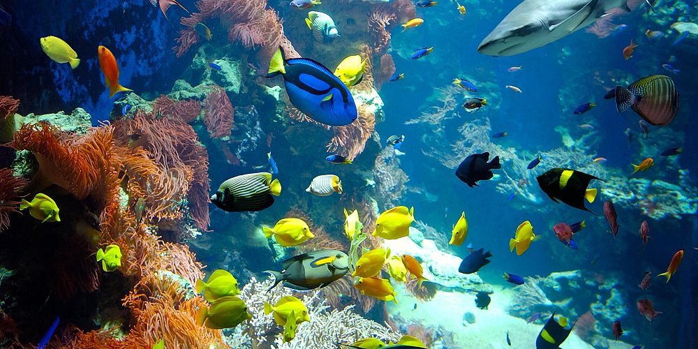 aquarium with coral reef
